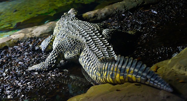 Crocodile Tail