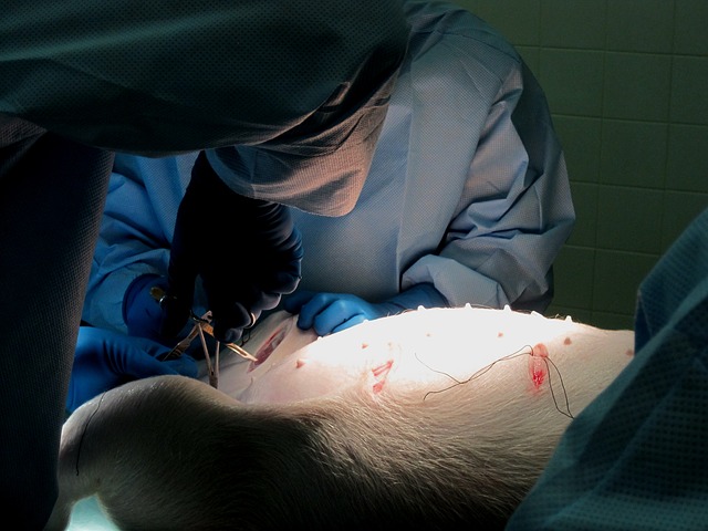 Pig Surgery